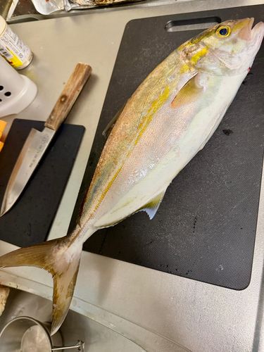 ネリゴの釣果
