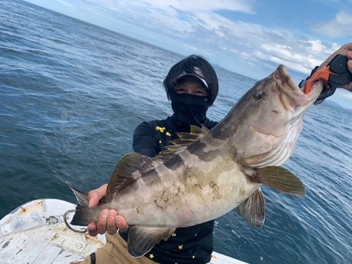 クエの釣果