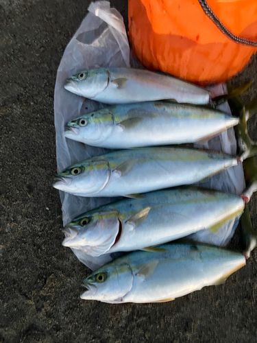 ワカシの釣果