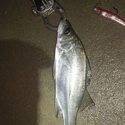 セイゴ（マルスズキ）