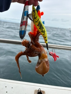 タコの釣果