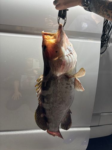釣果