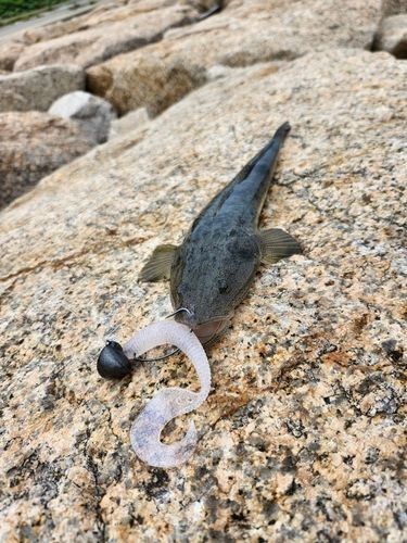 マゴチの釣果