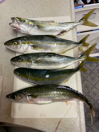 ワカシの釣果