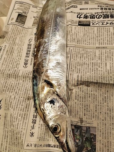 タチウオの釣果