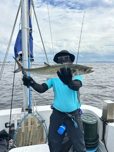 サワラの釣果