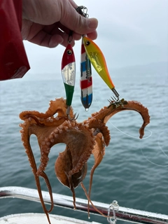 タコの釣果