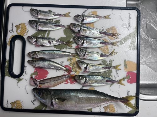 サバの釣果