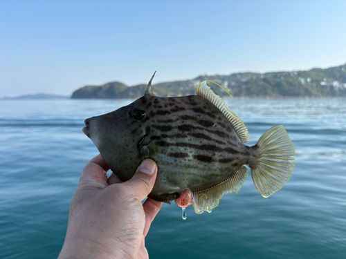 カワハギの釣果
