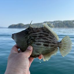 カワハギ