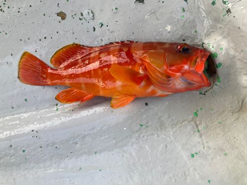 アカハタの釣果