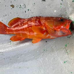アカハタ