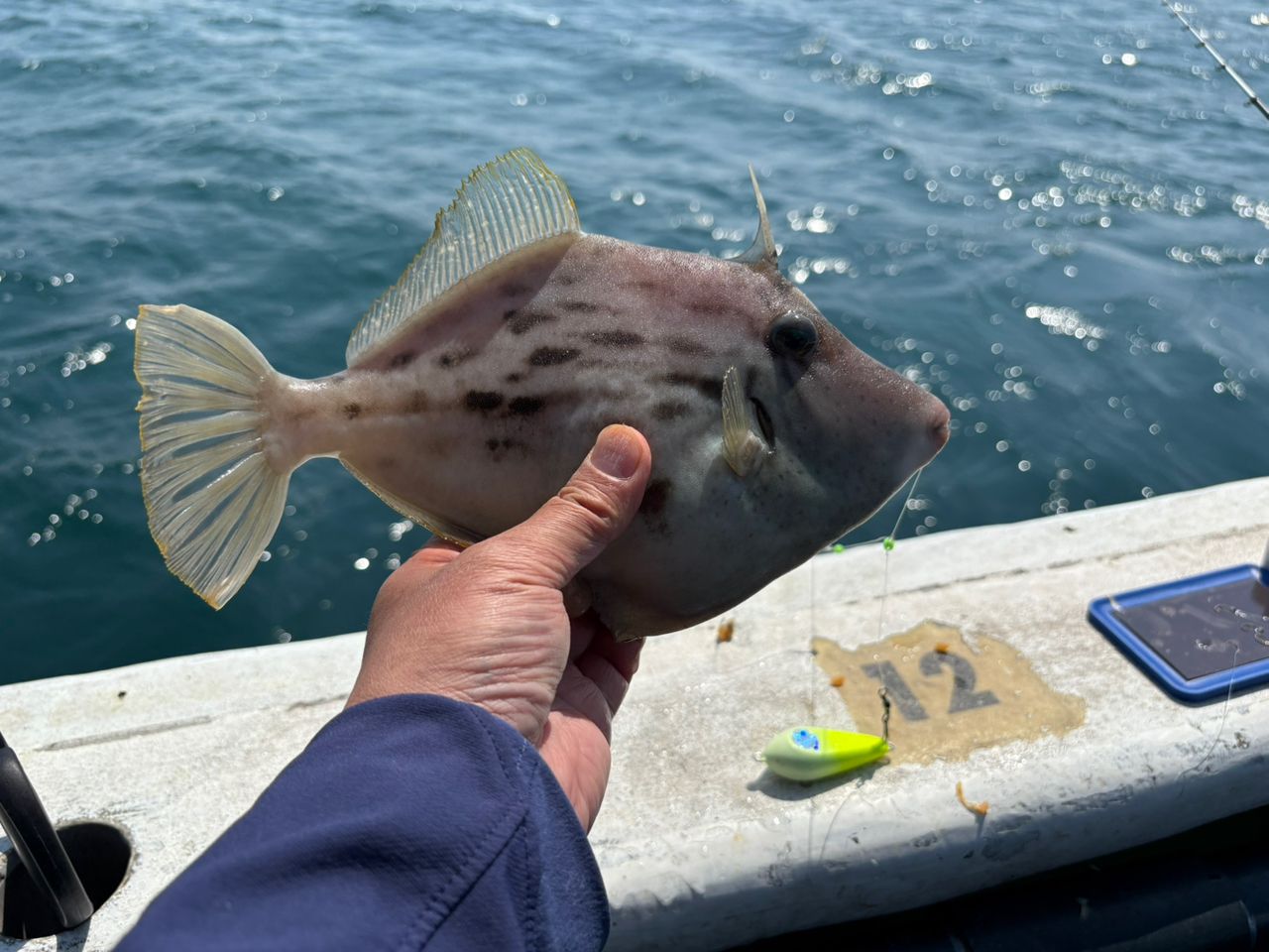 カワハギ