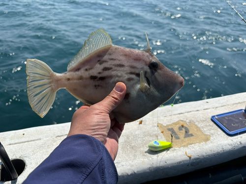 カワハギの釣果