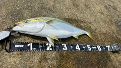 メジロの釣果