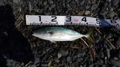 イナダの釣果