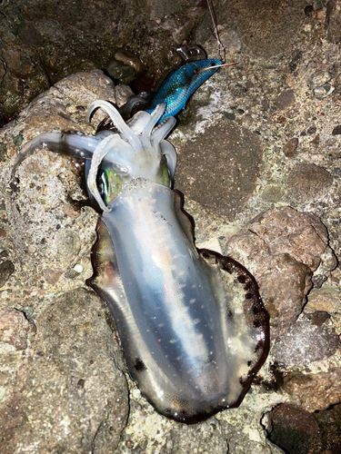 アオリイカの釣果