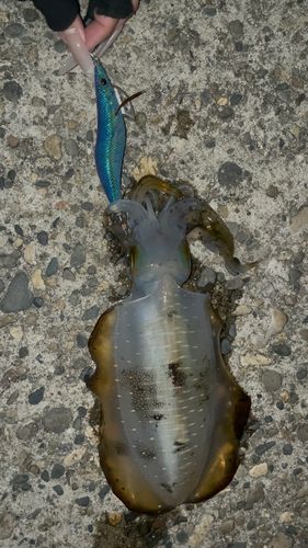 アオリイカの釣果