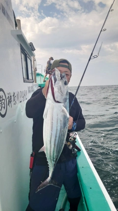 カツオの釣果