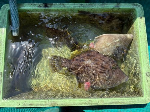 カワハギの釣果