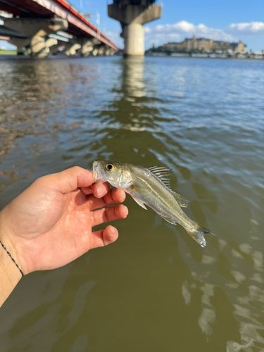 フッコ（マルスズキ）の釣果