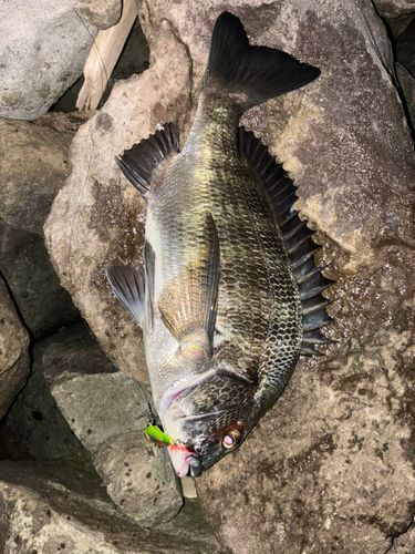 クロダイの釣果
