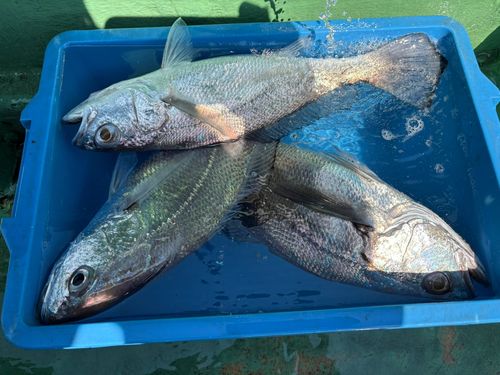 クログチの釣果