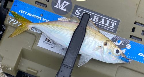 マアジの釣果