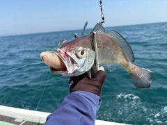 クログチの釣果
