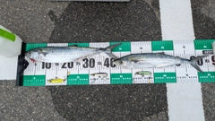 サゴシの釣果