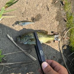 スモールマウスバス