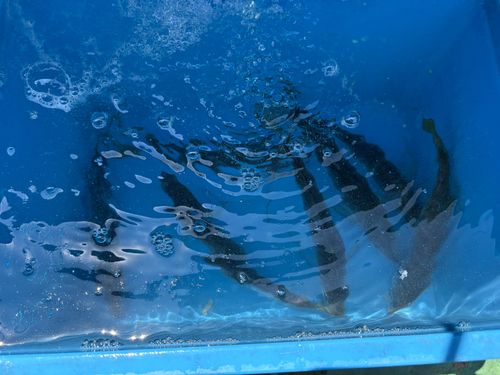 マアジの釣果