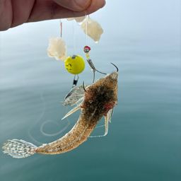コチ