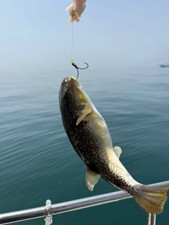 ショウサイフグの釣果