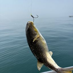 ショウサイフグ