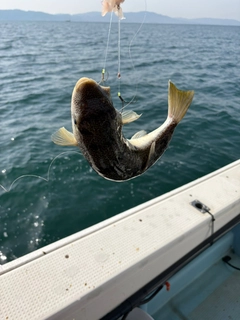 ショウサイフグの釣果