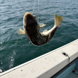 ショウサイフグ