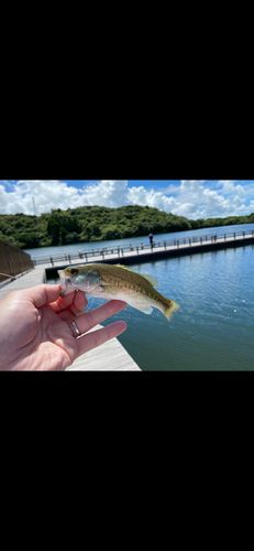 さつま湖