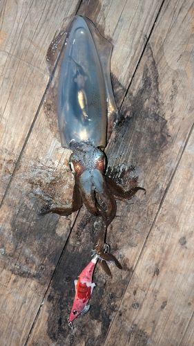 アオリイカの釣果