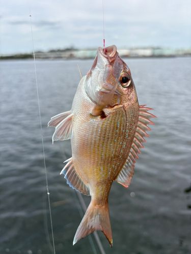 根岸湾