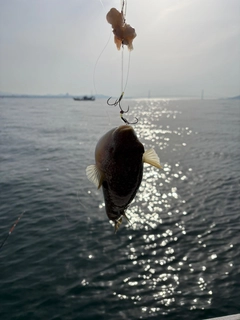 ショウサイフグの釣果