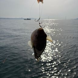ショウサイフグ