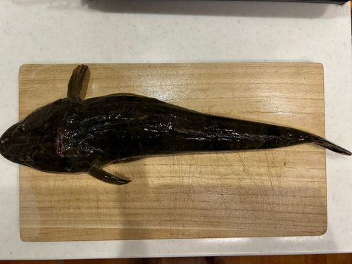 マゴチの釣果