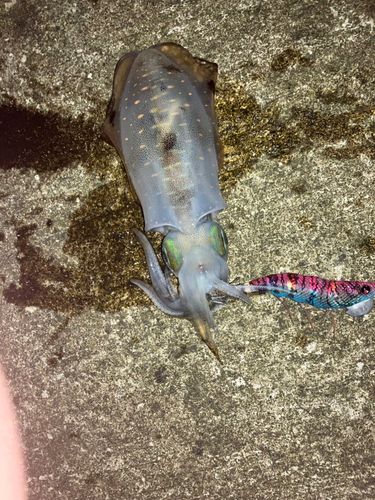 アオリイカの釣果