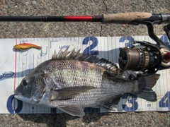 クロダイの釣果