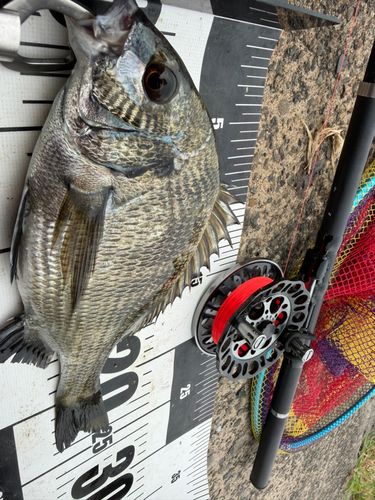 チヌの釣果