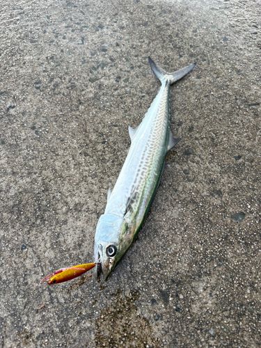 サゴシの釣果
