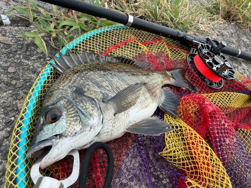 チヌの釣果