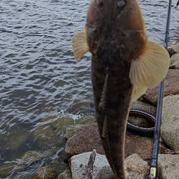 マゴチ