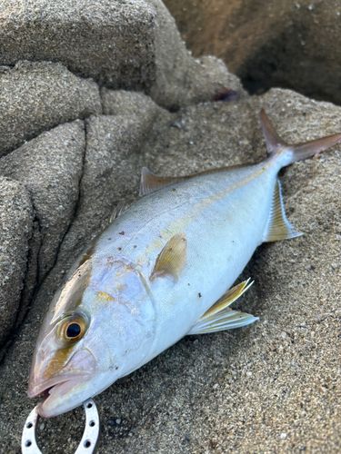 ネリゴの釣果